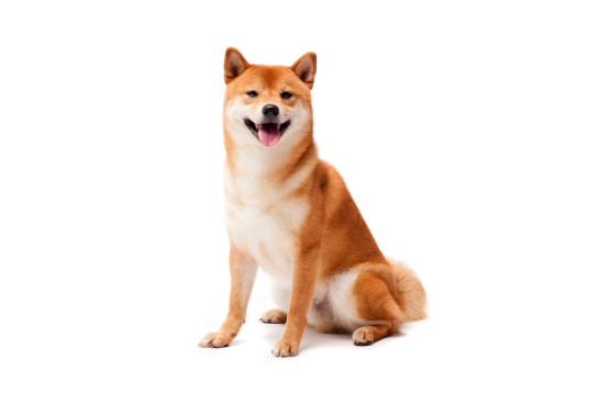 Shiba Inu